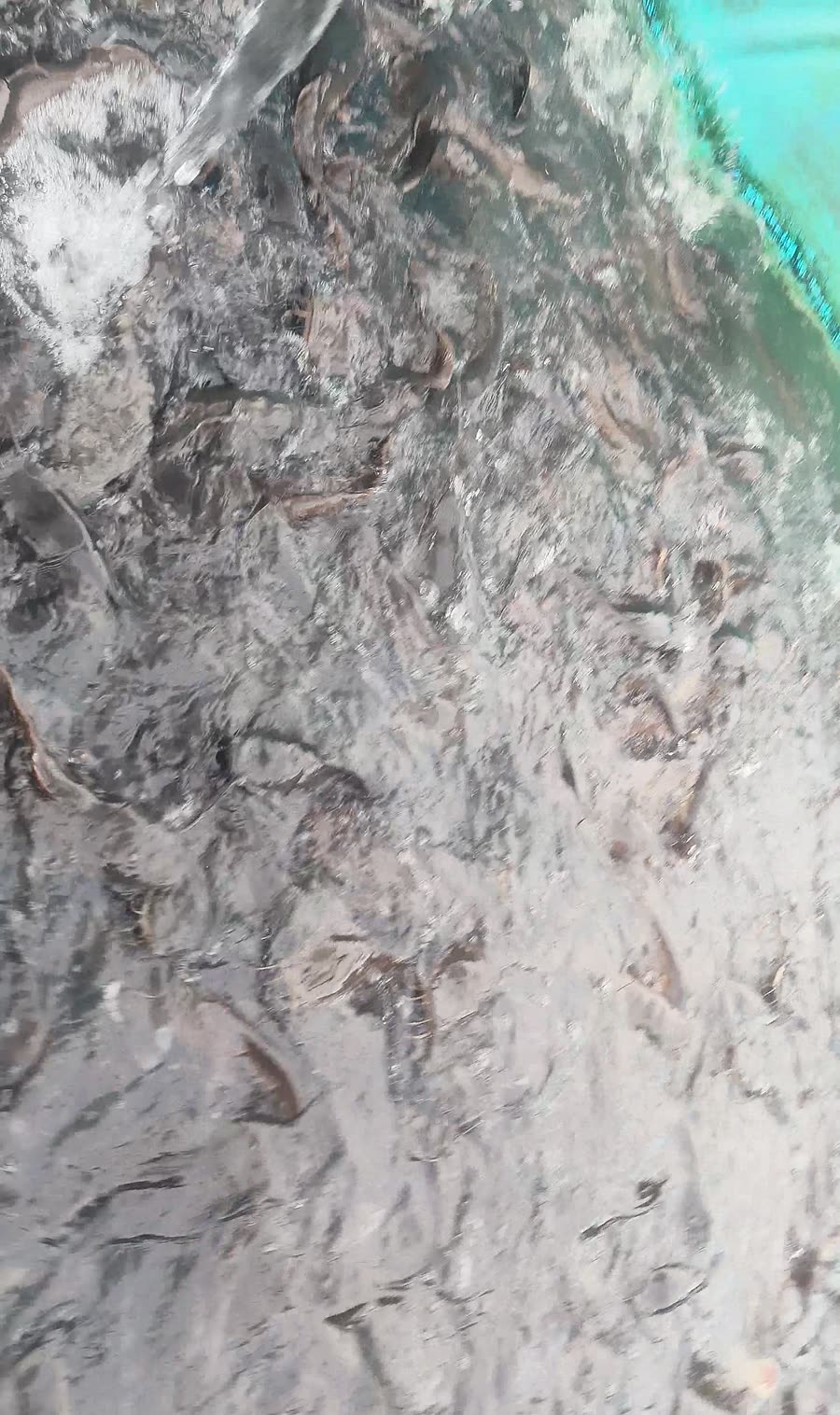 Catfish in a managed tarpaulin pond at Akome Aqua Farm