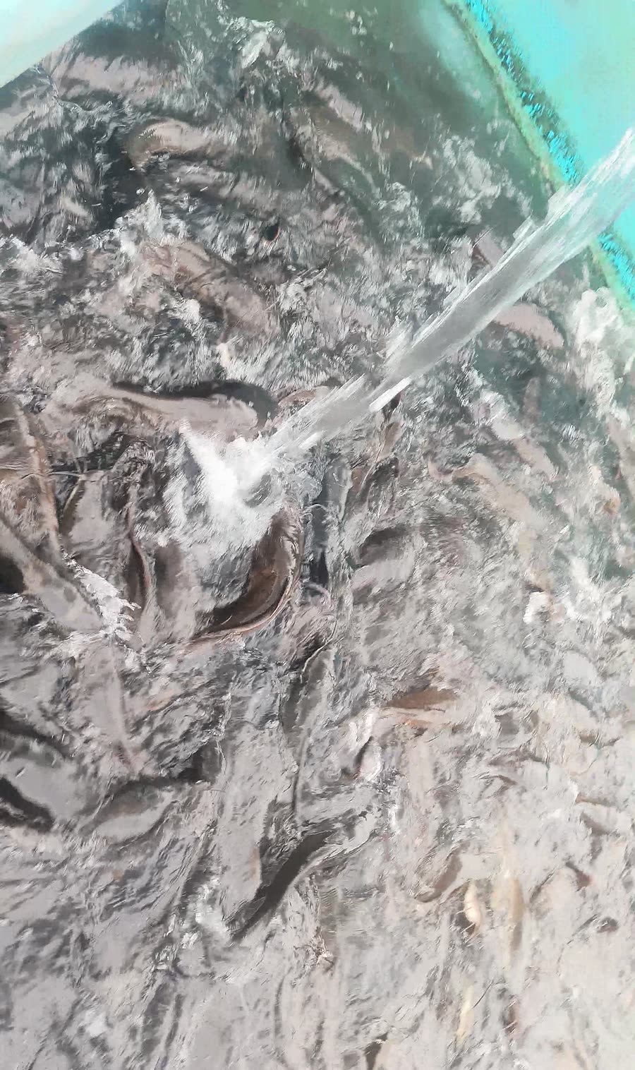 Clarias gariepinus feeding in a tarpaulin pond